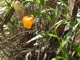 Sandersonia aurantiaca leaves